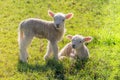 Two Spring Lambs in the Sun Royalty Free Stock Photo