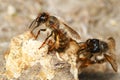 Two spring mining bees Colletes cuniculariuson the sandy soil Royalty Free Stock Photo