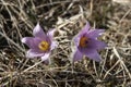 two spring Pasque flowers on the meadow