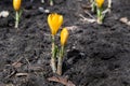 two spring yellow crocuses flowers in spring on sunny meadow Royalty Free Stock Photo