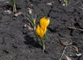 two spring yellow crocuses flowers in spring on sunny meadow Royalty Free Stock Photo