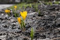 two spring yellow crocuses flowers in spring on sunny meadow Royalty Free Stock Photo