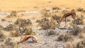 Two springbok Antidorcas Marsupialis lying down and the other grazing, Etosha National Park, Namibia.