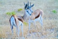 Two springbok standing together.