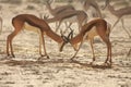 Two springboks Antidorcas marsupialis males fighting in in dry Kalahari sand Royalty Free Stock Photo