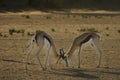 Two springboks Antidorcas marsupialis males fighting in Kalahari desert Royalty Free Stock Photo
