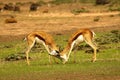 Two springboks Antidorcas marsupialis males fighting in Kalahari desert Royalty Free Stock Photo