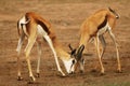 Two springboks Antidorcas marsupialis males fighting in Kalahari desert Royalty Free Stock Photo