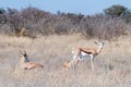 Two springboks lying in grass and one standing Royalty Free Stock Photo