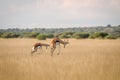 Two Springboks pronking in the grass.