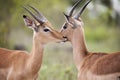 Two springbuck standing close together with faces touching Royalty Free Stock Photo