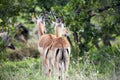 Two springbuck standing together pictured from behind Royalty Free Stock Photo