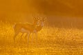 Two springbucks graze in the golden glow of sunset Royalty Free Stock Photo