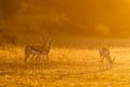 Two springbucks graze in the golden glow of sunset in the Kalahari Royalty Free Stock Photo