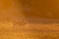 Two springbucks graze in the golden glow of sunset in the Kalahari Royalty Free Stock Photo