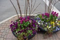 Beautiful Spring flower pots with tulips, pansies, and pussy willows, Royalty Free Stock Photo