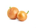 Two sprouted onions