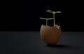 Two sprouts growing in the egg shell in black background