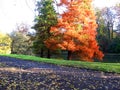 Two spruces, one ordinary green, the other unusual orange. Autumn, fallen leaves, Bruges, Brugge, Belgium