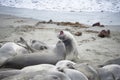 Two squabbling California Elephant seals on the sand Royalty Free Stock Photo