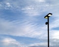 Two square lamp boxes of street light with silhouette single black metal pole and blue sky with white cloudy background