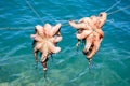 Two squid skewered by the sea, Crete.