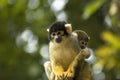 Two Squirrel Monkeys