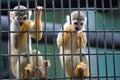 Two squirrel monkeys in cage Royalty Free Stock Photo