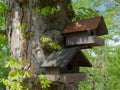 Two squirrel tree houses