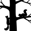 Two squirrel on the tree. Royalty Free Stock Photo