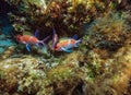 Two squirrelfishes during night dive Royalty Free Stock Photo