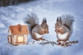 Two squirrels eat nuts and seeds in the snow in winter next to a wooden house