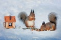 Two squirrels eat seeds and nuts in the winter forest on the snow next to the feeder of a wooden house, cold winter, care for wild