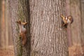 Two squirrels are hanging on a tree trunk Royalty Free Stock Photo