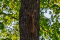 Two squirrels interacting on a tree, with one climbing and the other observing, under warm sunlight Suitable for nature Royalty Free Stock Photo