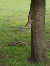 Two Squirrels: One Coming Down from the Tree and the Other on the Lawn