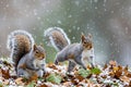 Two squirrels playing in snowy leaves Royalty Free Stock Photo