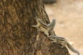 Two squirrels playing on a tree branch Royalty Free Stock Photo
