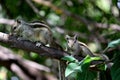 Two squirrels playing on a tree branch Royalty Free Stock Photo