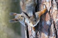 Two squirrels are playing on the trunk of a pine tree. Royalty Free Stock Photo