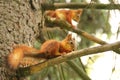 Two squirrels. Sciurus. Rodent. The squirrel sits on a tree and eats. Beautiful red squirrel in the park Royalty Free Stock Photo