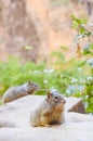 Two squirrels sitting on a rock Royalty Free Stock Photo