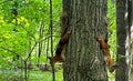 Two squirrels are skillfully climbing a tree trunk in a dense forest Royalty Free Stock Photo
