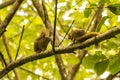 Dating squirrels on a tree branch Royalty Free Stock Photo