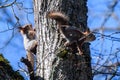 Two Squirrels on tree trunk Royalty Free Stock Photo