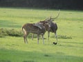 Two Sri Lankan axis deer or Ceylon spotted deer