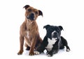 Two staffordshire bull terrier Royalty Free Stock Photo