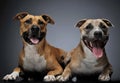 Two Staffordshire Terrier in a dark studio