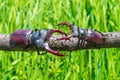 Two stag beetle moving together Royalty Free Stock Photo