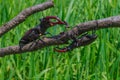 Two stag beetle moving together Royalty Free Stock Photo